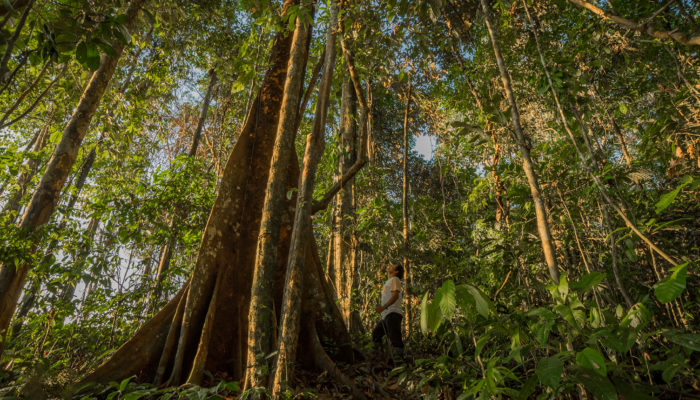 amazonas-gale-1_1