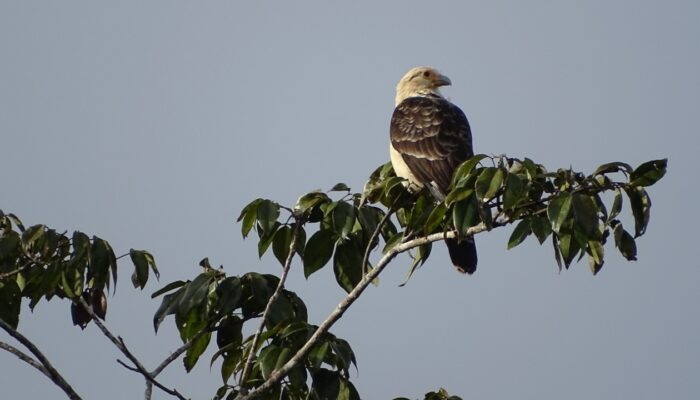 amazonas-observacion-1