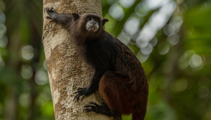 amazonas-observacion-3