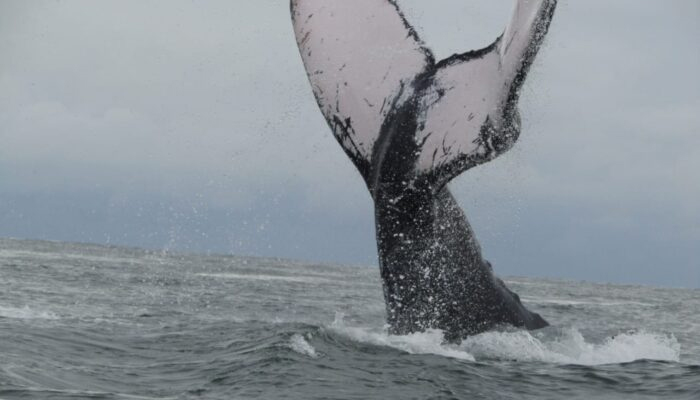 bahia-solano-ballenas-2