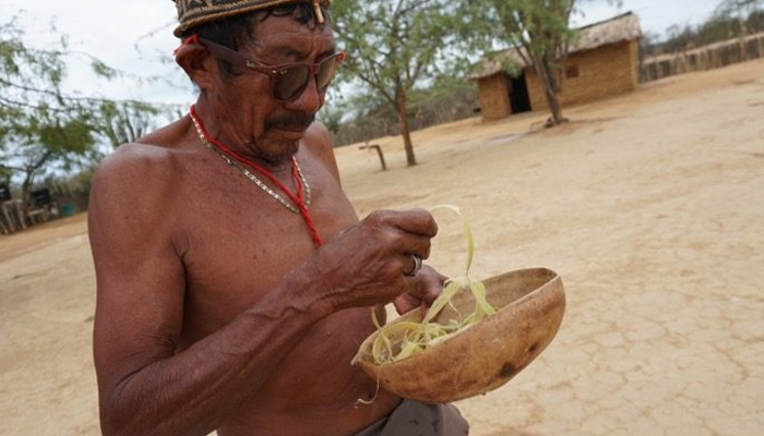 guajira-medicina-tradicional-1