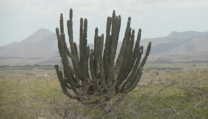 guajira-y-cerrejon-8